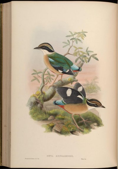 Pitta bengalensis = Pitta brachyura - John Gould